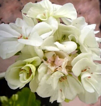 Зональная пеларгония John's Chameleon