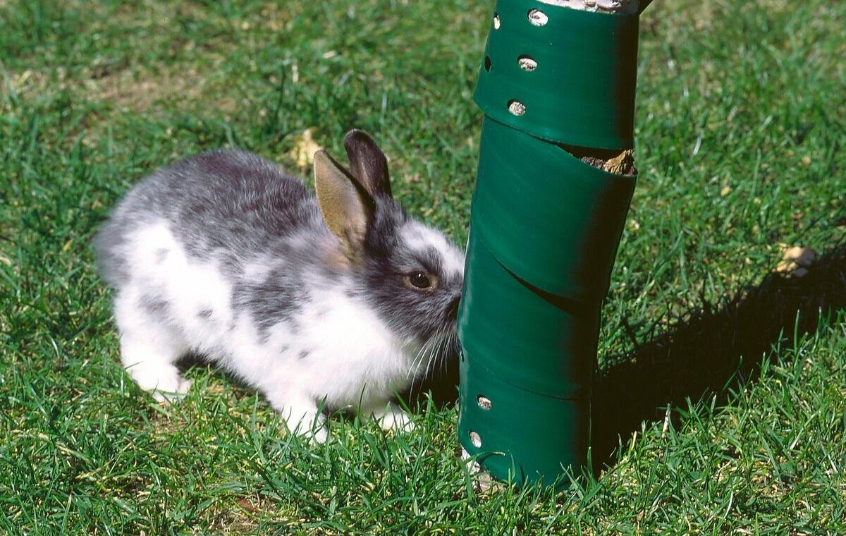 Защита саженцев от грызунов. Укрытие саженцев плодовых деревьев на зиму. Защита деревьев от грызунов на зиму. Защита ствола дерева от грызунов. Защита деревьев от грызунов.