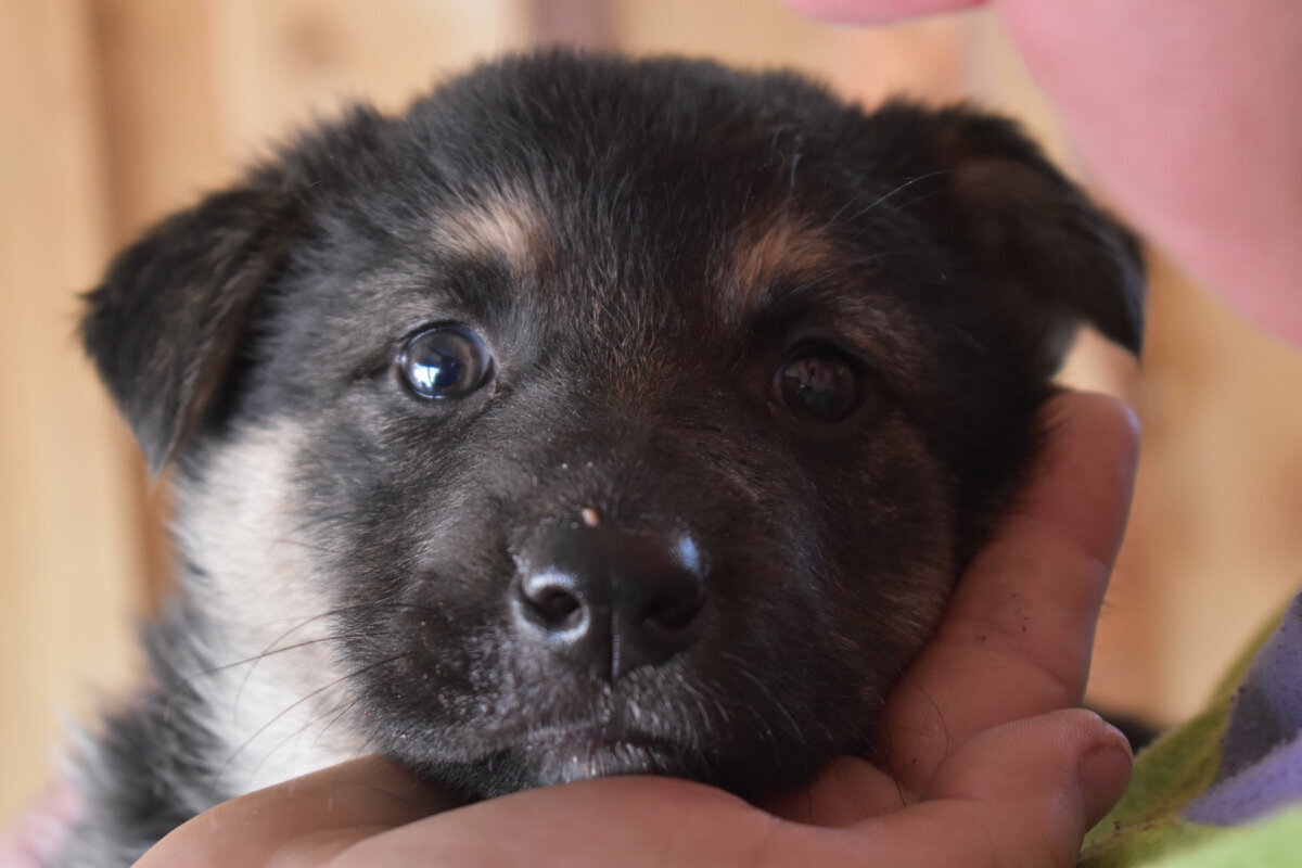 Такой Альма попала к нам в приют