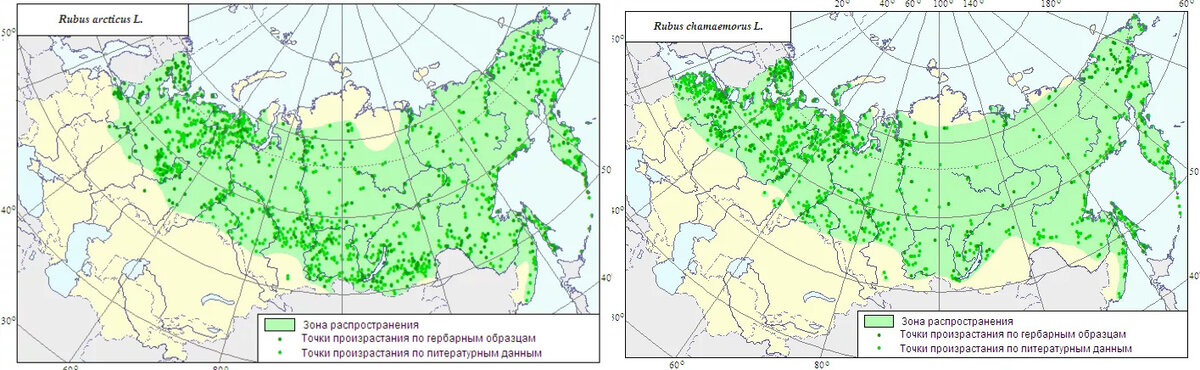 Карта распространения полыни
