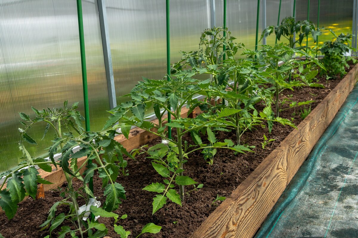 Начинающие огородники часто совершают ошибки при уходе за своими томатами. На что нужно обратить внимание при выращивании?