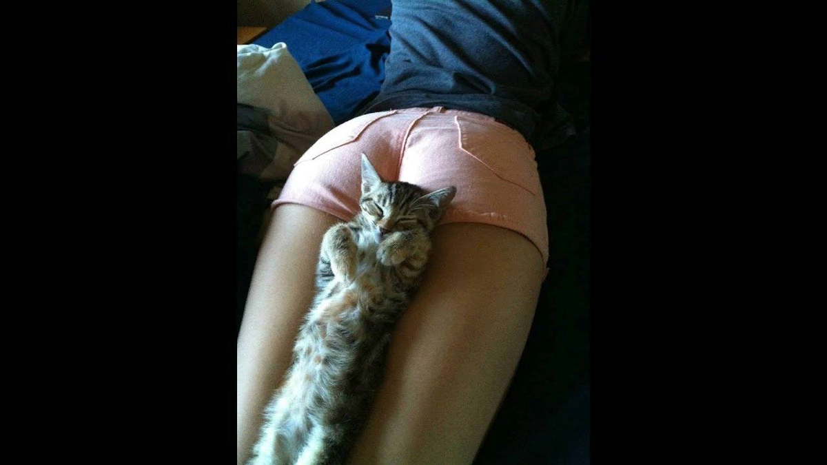 Кошка ложится в ноги человека