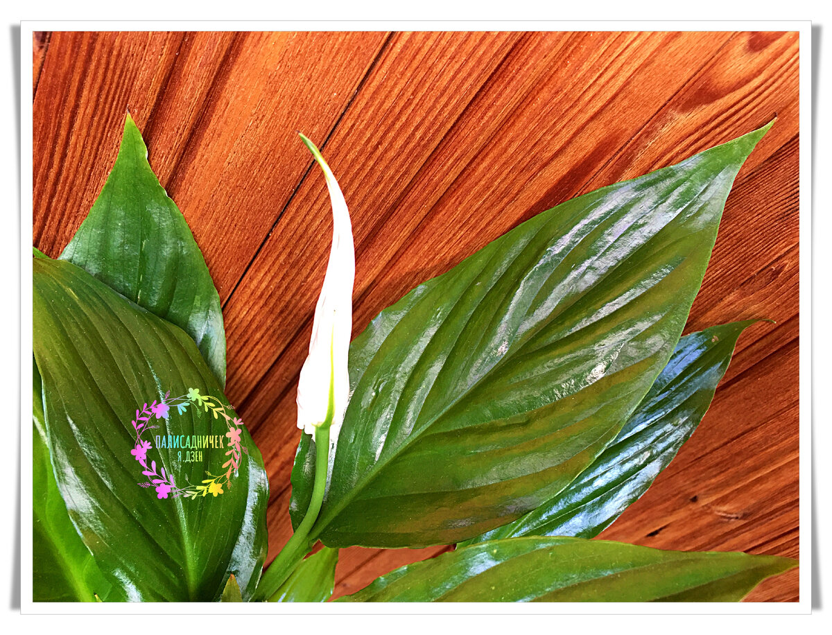 Одно за другим белоснежные покрывала появляться станут, вот увидите! Как у моего и моих читателей, уже освоивших гумат!