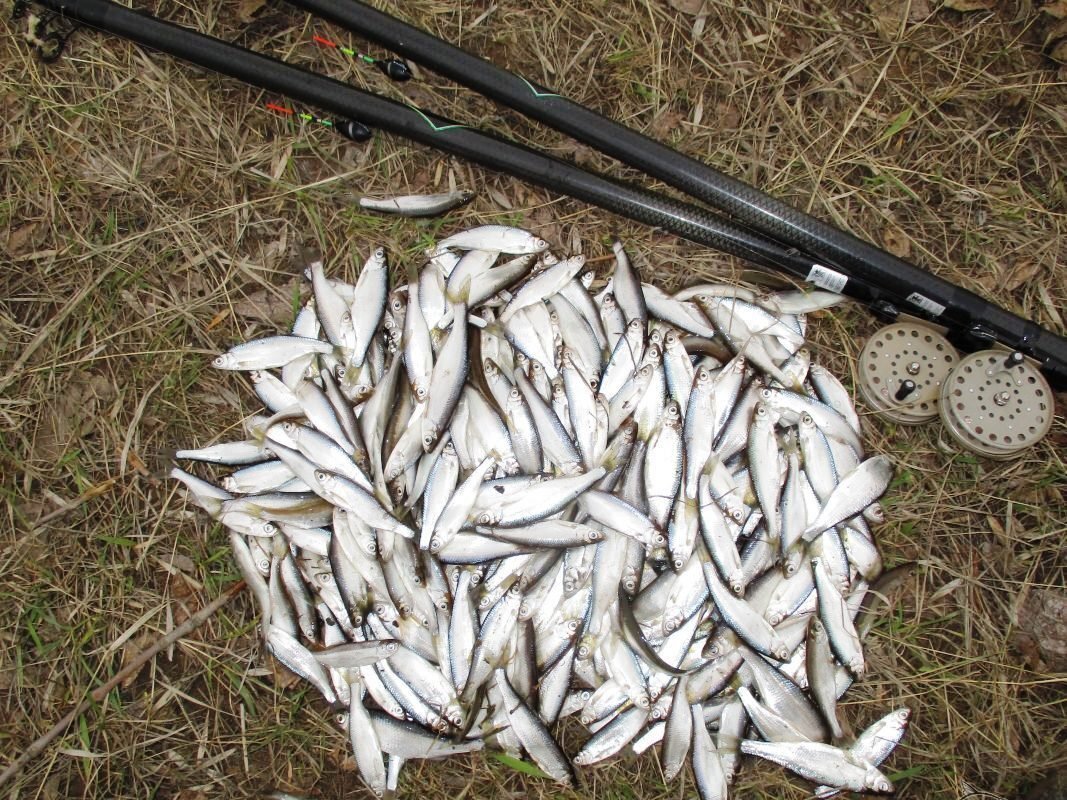 При должной сноровке этой рыбы можно наловить очень много. Фото: Яндекс Картинки