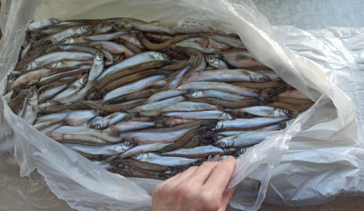 Рыба не крупная, местами попадаются более взрослые особи, но их мало. 