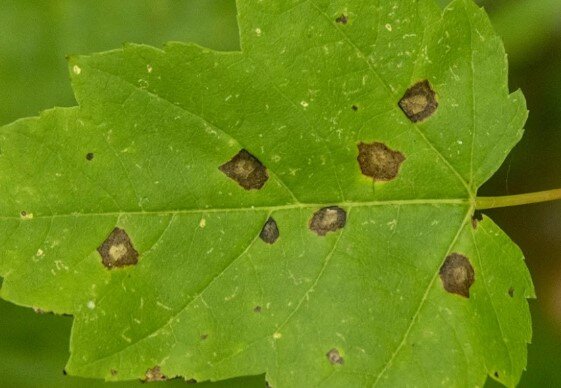 Идентичные бурые пятна, в центре которых уже виден некроз.