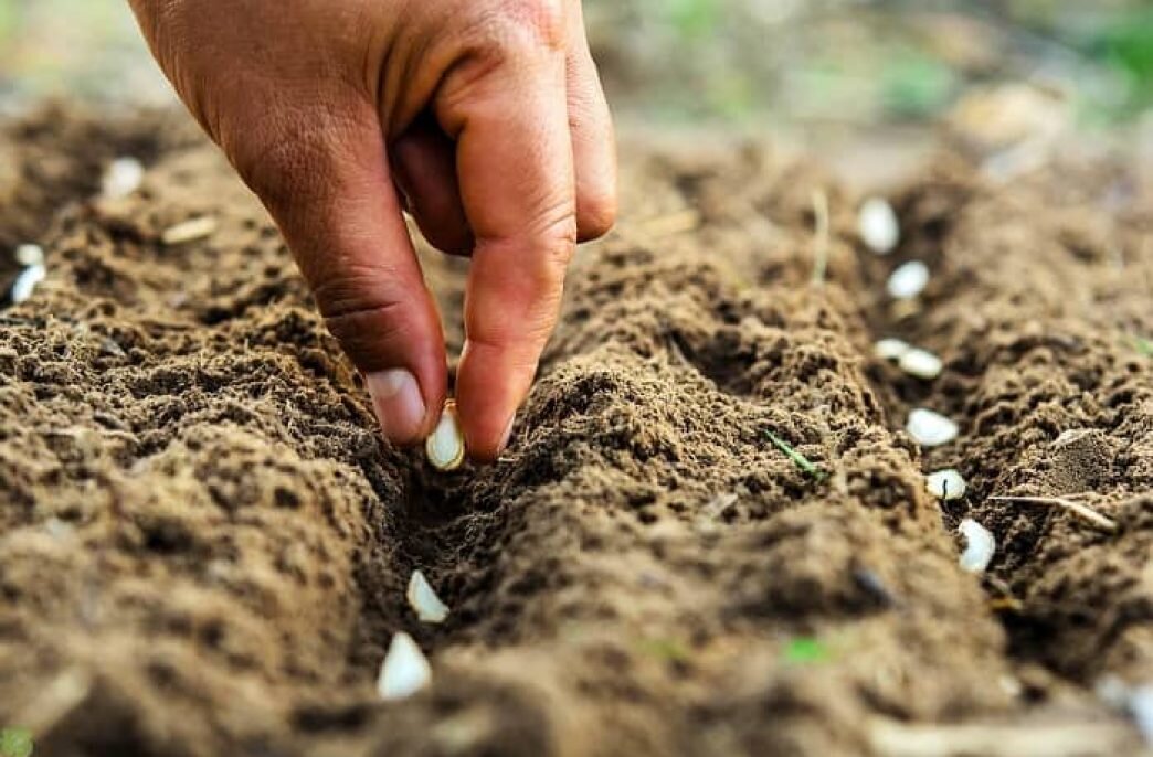 У подзимней посадки много плюсов (фото с сайта sadovod-agronom.ru)