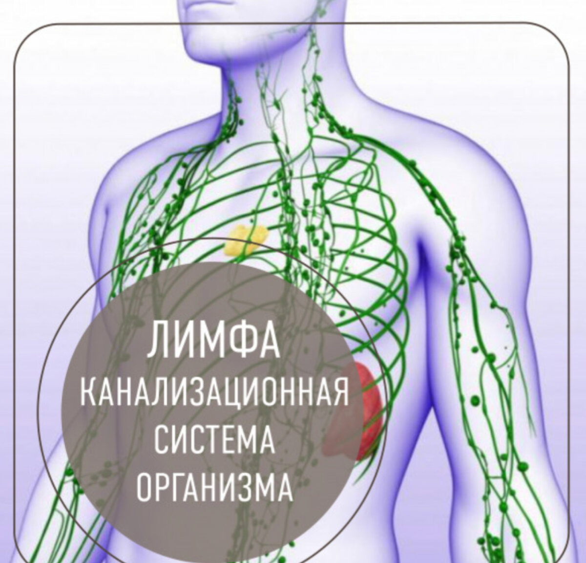 Лимфа картинки для презентации