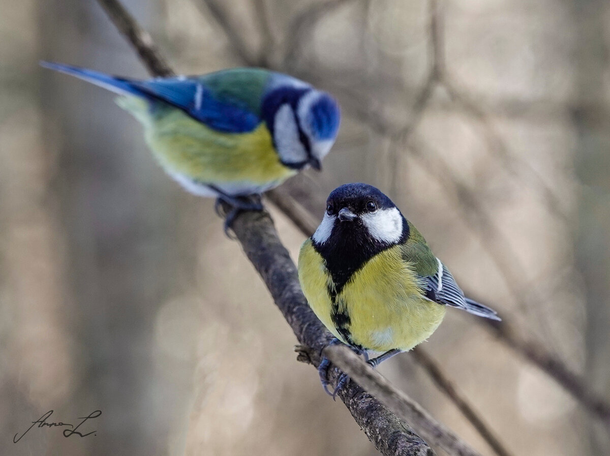 Лазоревка и большая синица. Синичка самка. Синица с белой грудкой. Фото синицы птицы крупным планом.