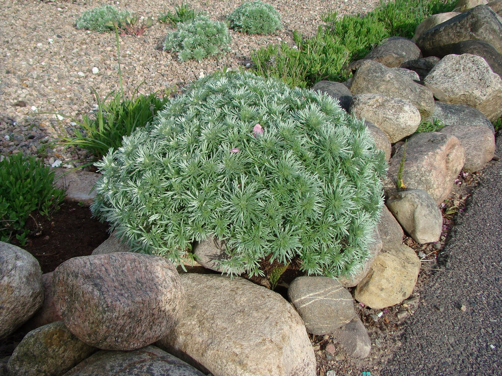 Полынь Шмидта