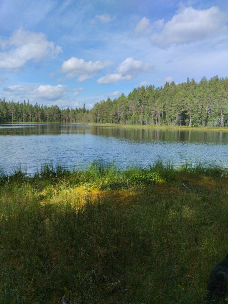 Весь этот зеленый берег - растительность, плавающая на воде. 