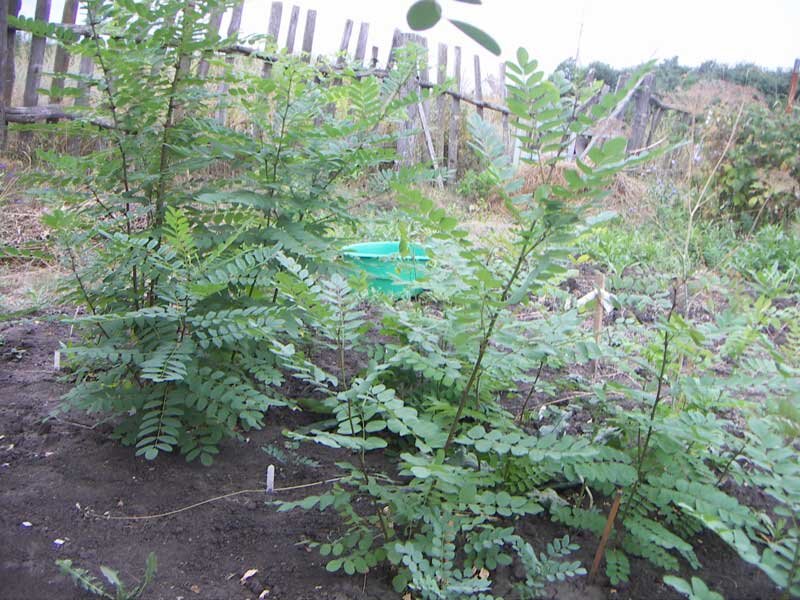 Это примерно август месяц.