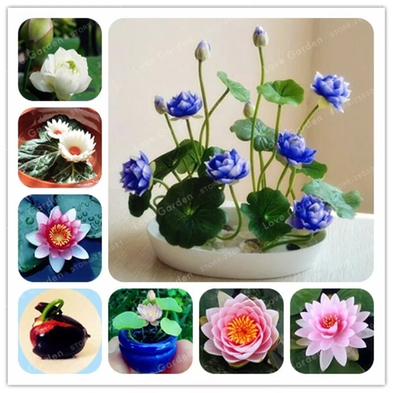 Фото водяной лилии с сайта Алиэкспресс ( фотография с карточки товара)