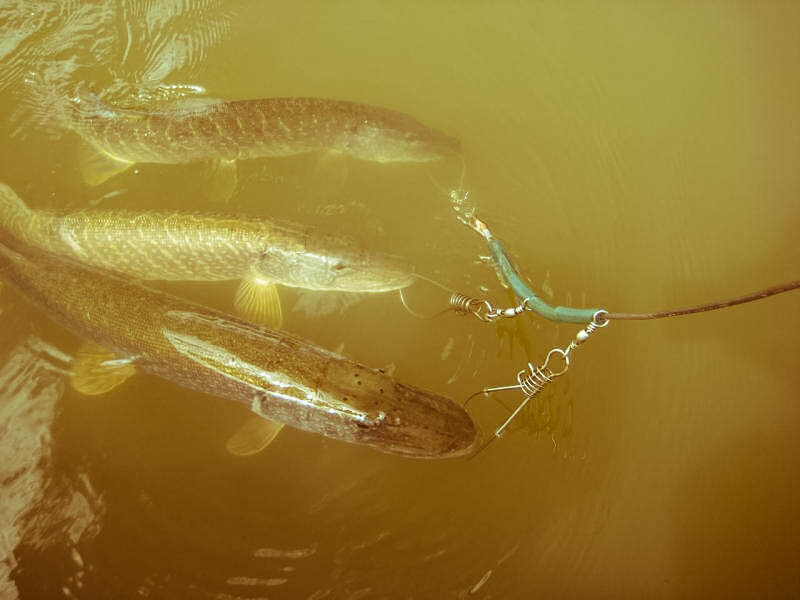 Фото А.Калачев