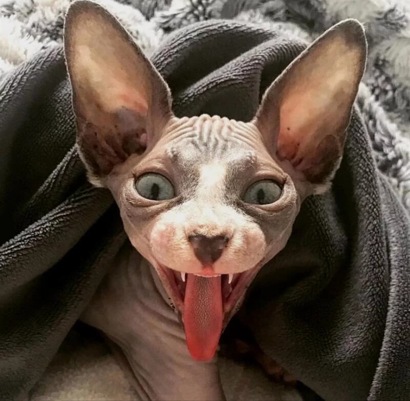 Весёлый сфинкс. Фото из профиля инстаргам sphynx_mania. 