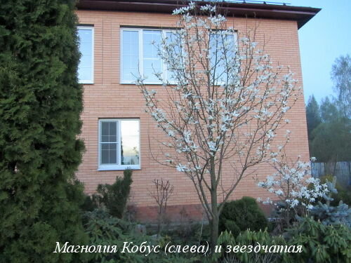 Магнолия Кобус (слева) и звездчатая 