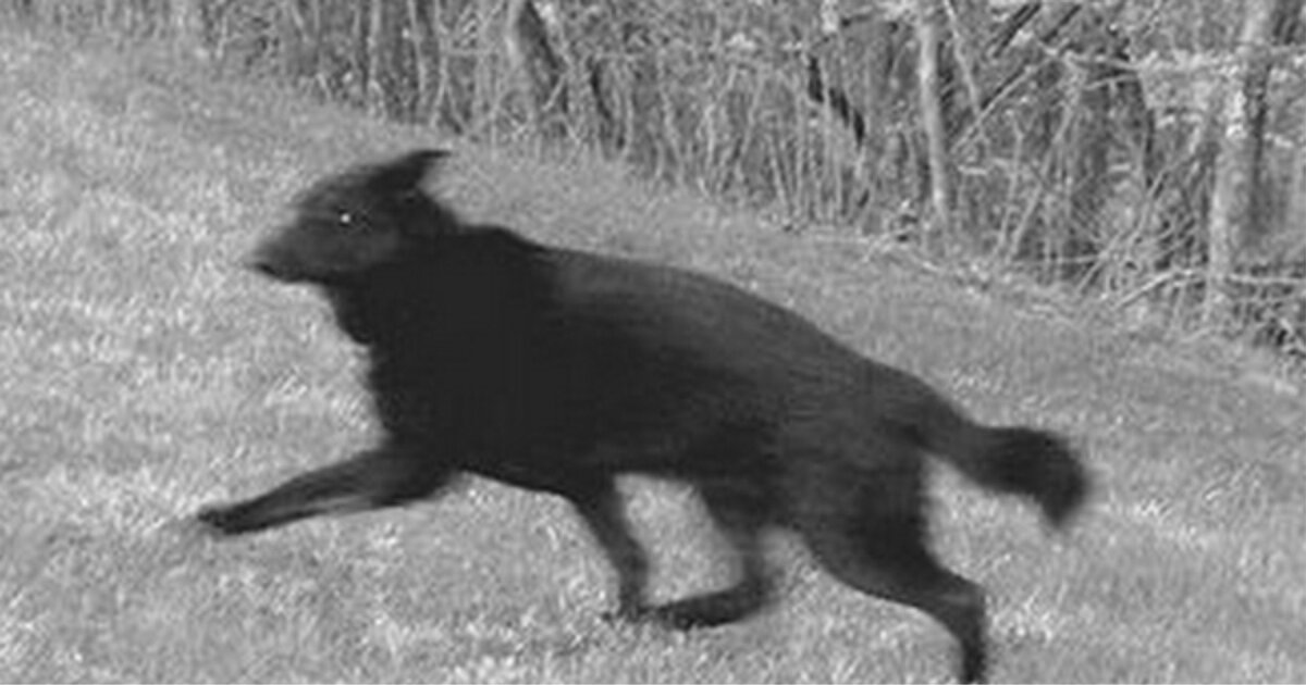 Файл из открытых источников