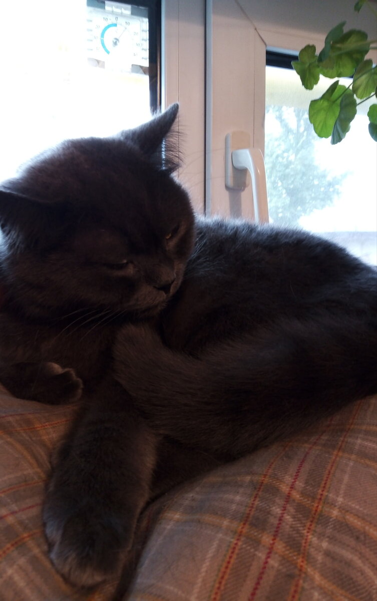 Наш Пушистик почивает. Это окно в ванной, выходящее на улицу, его рабочее место. Тут на подушечке он проводит больше 8 часов в день..