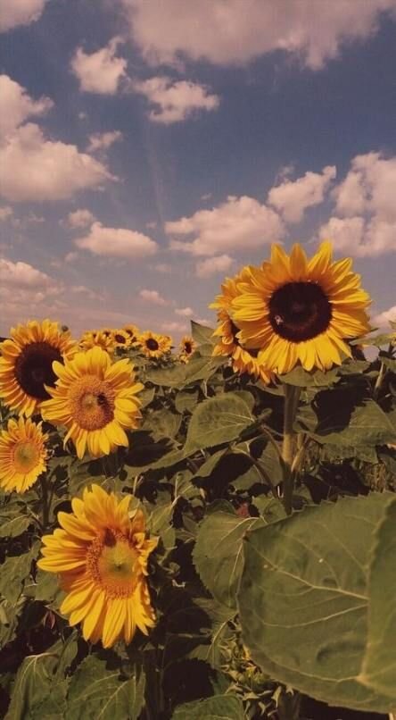 http://flowershattieblog.fashioneal.ru/1003819-23-trendy-ideas-flowers-painting-diy-sunflowers.html