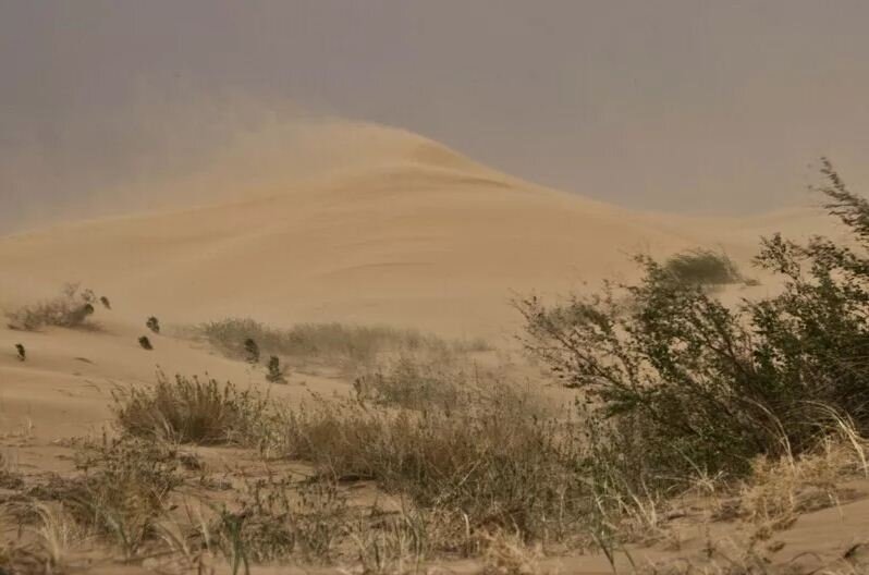 из открытых источников. На Кубани вновь появились после распашки "целинных и залежных земель". По сантиметру толщиной пыли выгребали из домов... тончайший лёсс... самая плодородная составляющая почвы... той целинной... невосстановимой... 