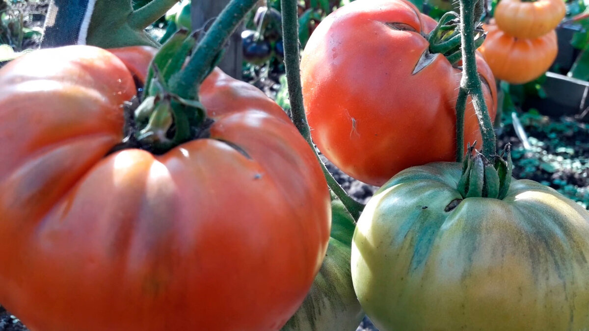 Фото моих томатов на даче