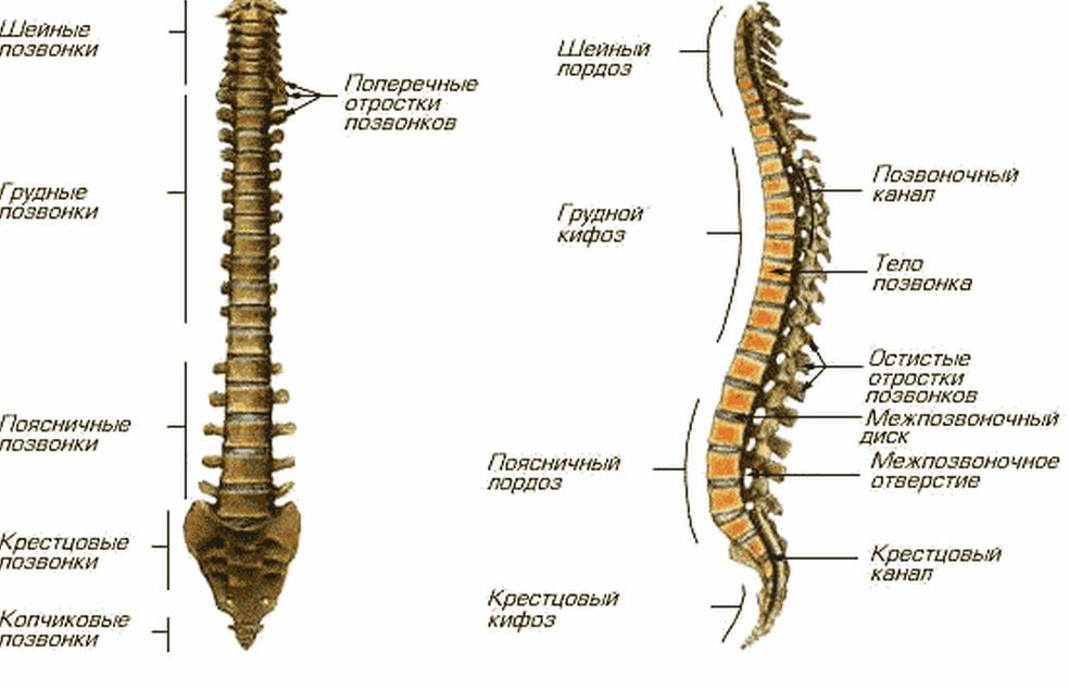 изгибы позвоночника