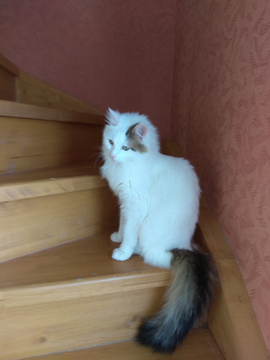 Мой красавец