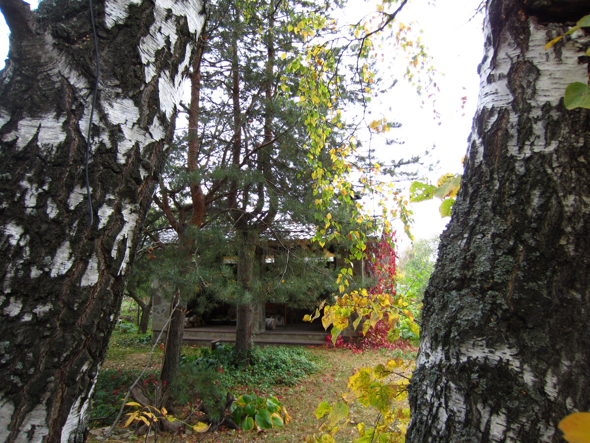 Дальняя часть нашего сада