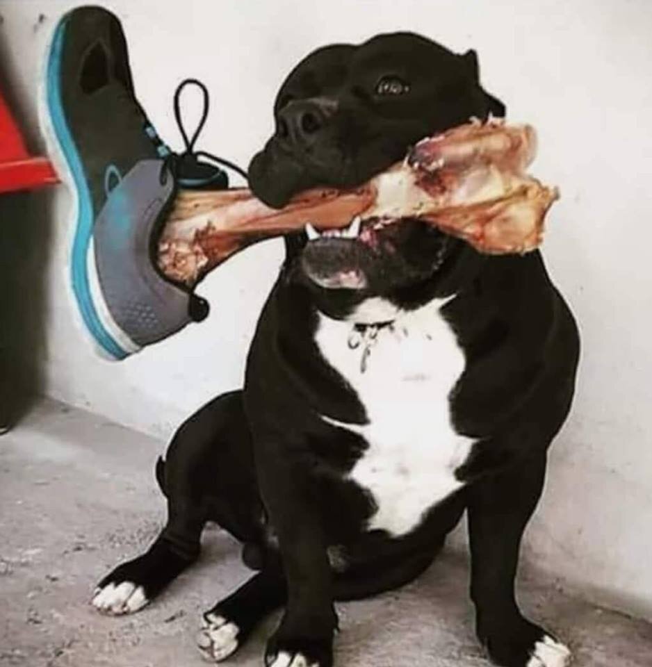 Собака веселая с костью