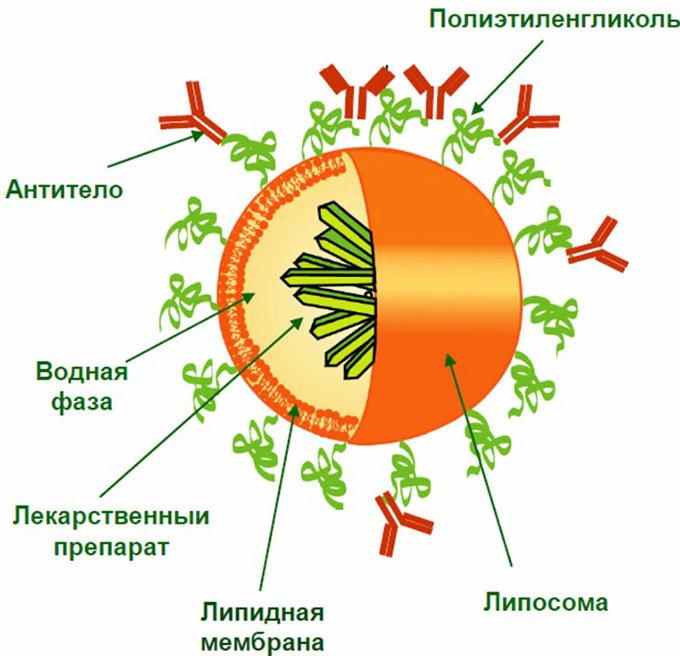 https://yandex.ru/images/search?pos=16&img_url=https%3A%2F%2Fmylitta.ru%2Fuploads%2Fposts%2F2013-08%2F1376380081_liposome-cream-4.jpg&text=kbgjcjvf&rpt=simage