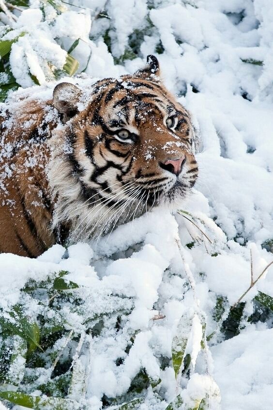 Источник https://www.pinterest.ru/pin/326440672988901136/