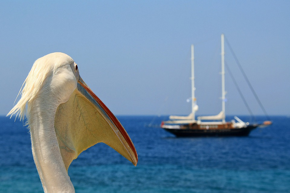 https://pixabay.com/ru/photos/%D0%BF%D0%B5%D0%BB%D0%B8%D0%BA%D0%B0%D0%BD-%D0%B7%D0%B0%D0%B2%D0%B8%D1%81%D1%82%D1%8C-%D0%BC%D0%BE%D1%80%D0%B5-%D0%BF%D0%B0%D1%80%D1%83%D1%81%D0%BD%D0%B0%D1%8F-%D1%8F%D1%85%D1%82%D0%B0-4260045/