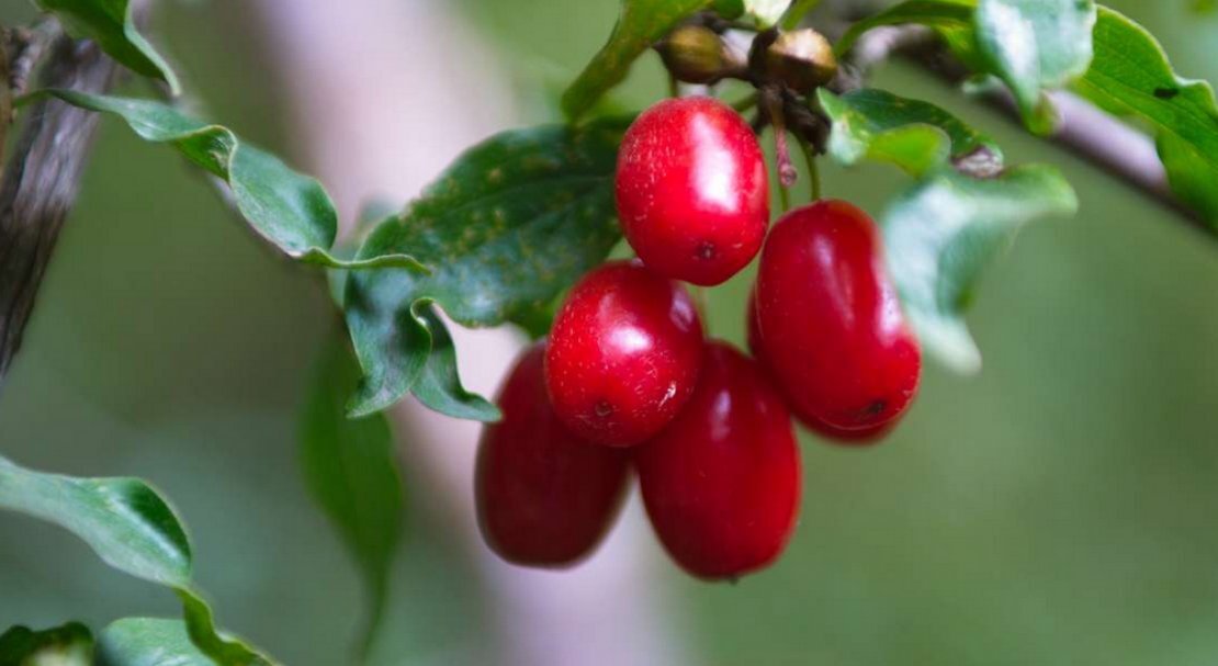 Изображение взято из открытых источников Яндекс. Картинки