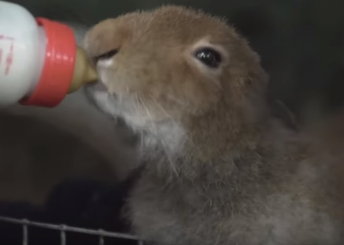 Один из воспитанников центра - Муха