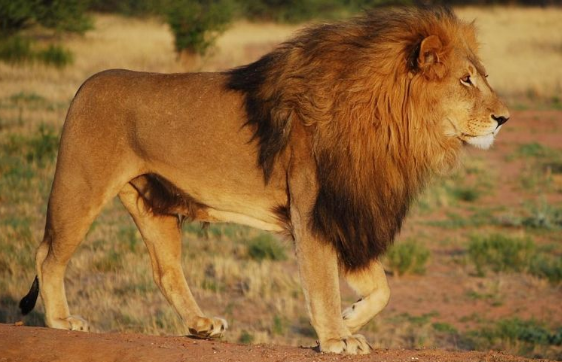 фото mobile.alphacoders.com/wallpapers/view/600415/Animal-Lion-Wallpapers