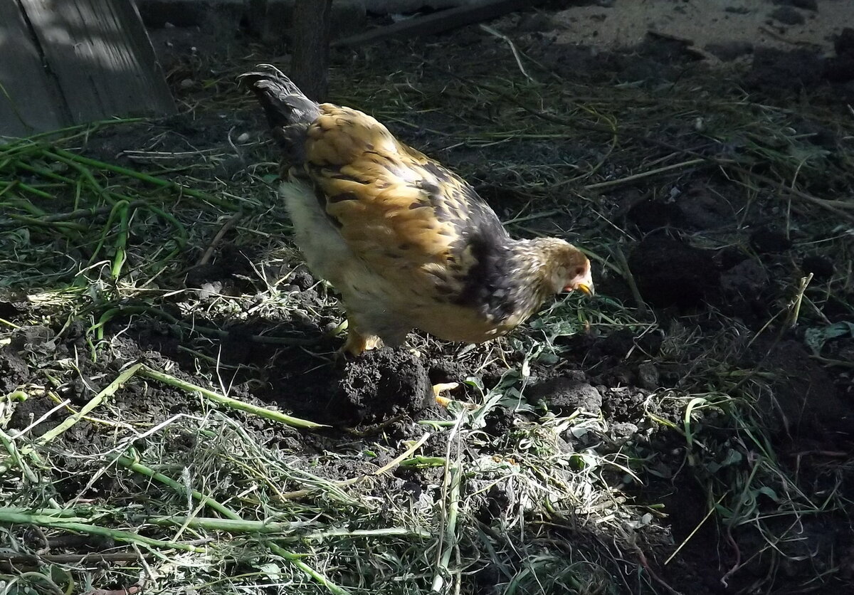 А это будущий рыжий петух.