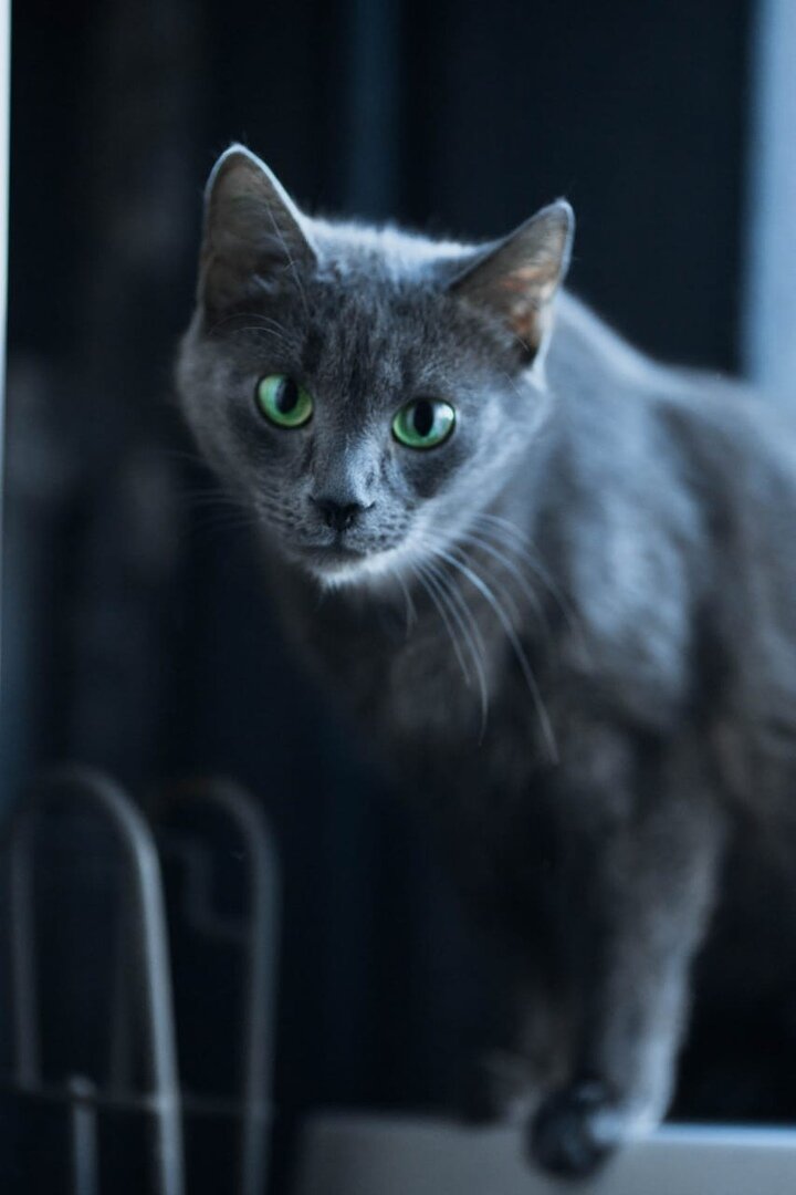 Кошка Гретта из Банды Дворян