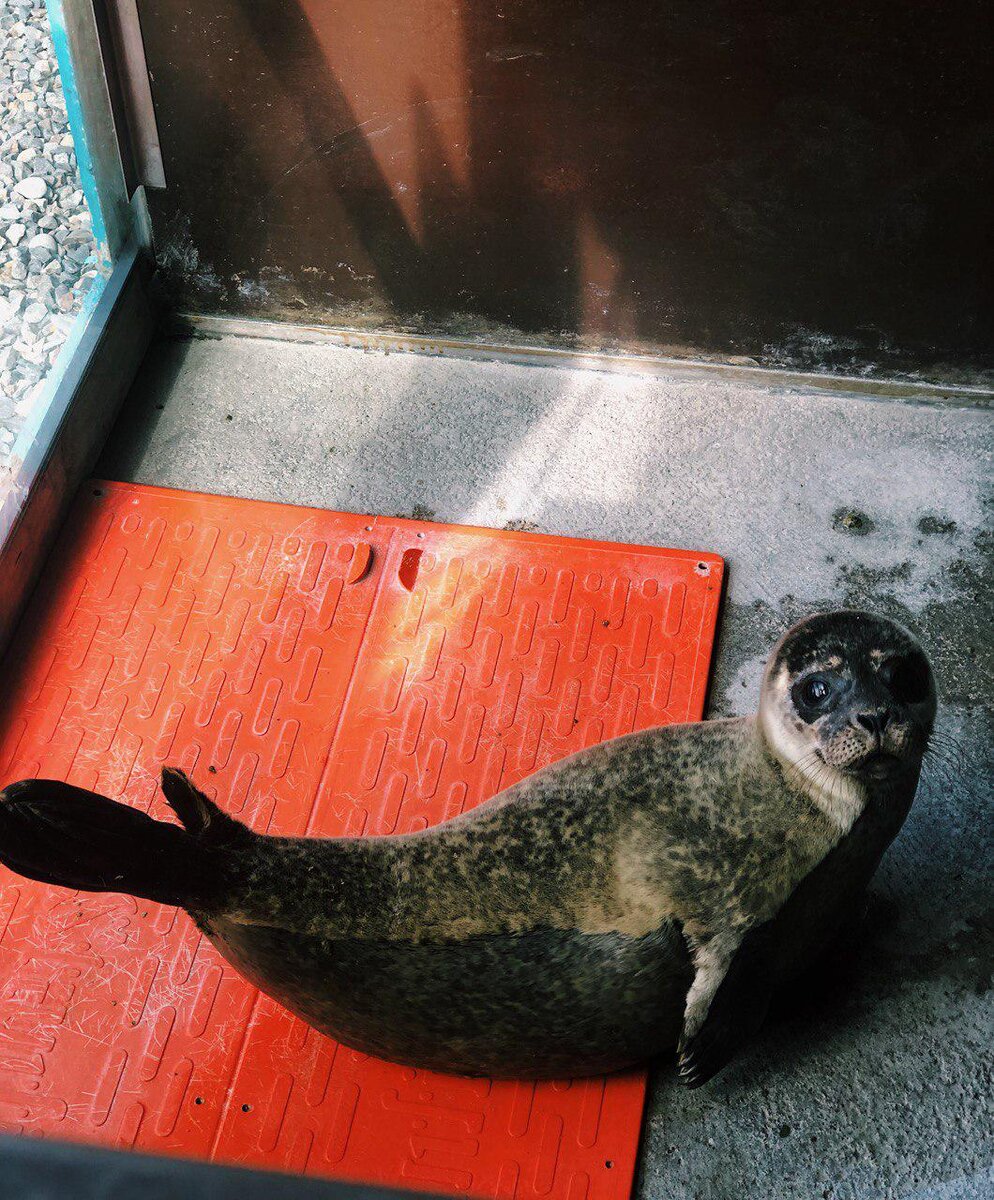 Юный тюлень в Seal Rescue Ireland