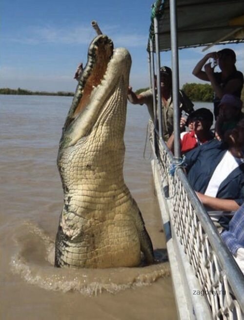 Да ладно!!!!Это фотожаб или реально есть такие монстры?!!?!