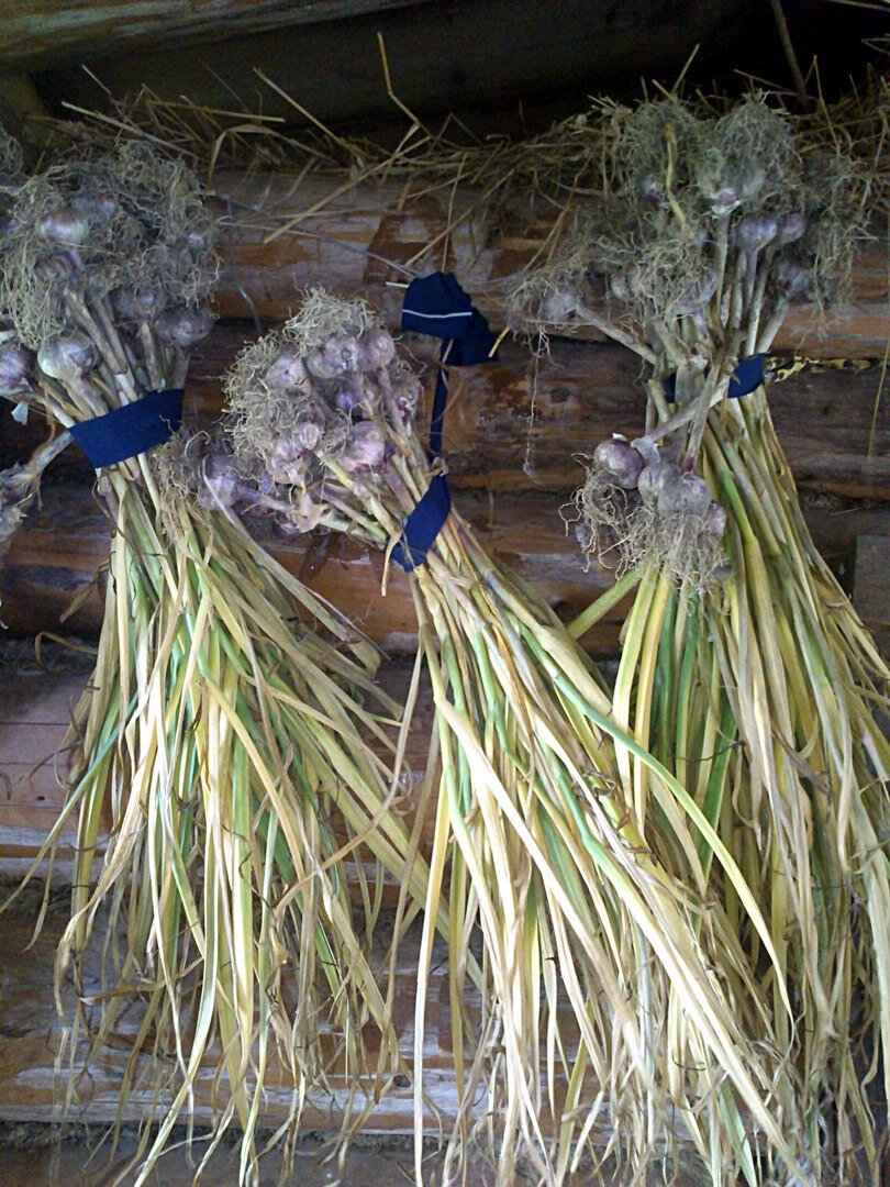 Для квашения лучше использовать чеснок не крупный- плотнее будет укладываться в банку