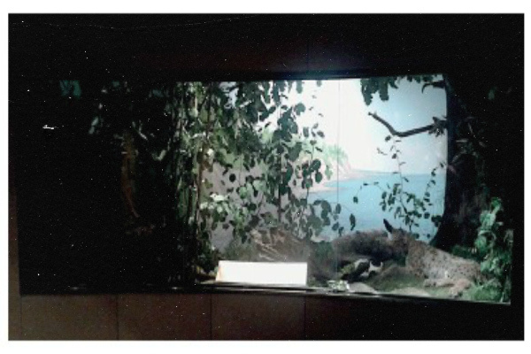 Диорама в Музее естествознания Дании. Диорама представляет собой лиственную лесную среду обитания с рысью и кабаном.