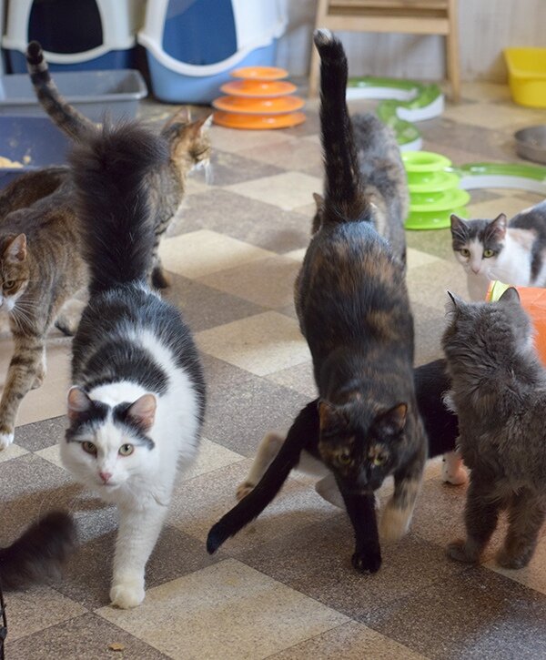 Кошки увидели волонтеры и идут к нему