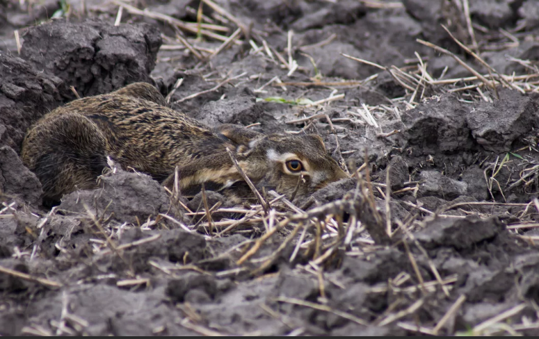 Заяц русак на лежке. Из источников в свободном доступе