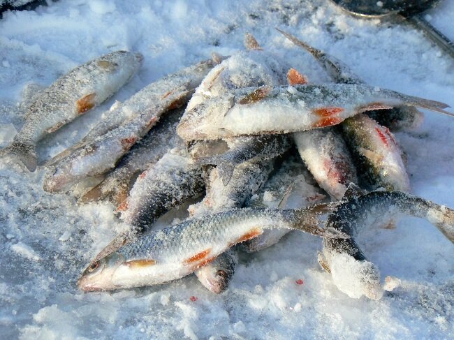 Хитрость удачливых рыболовов для ловли со льда рыб-сластен