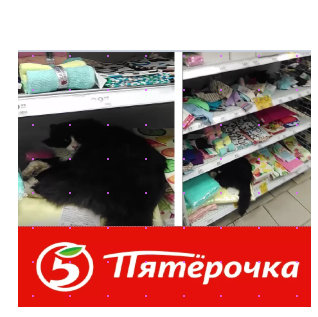 В татарстане в одном из маркетов сети пятерочка покупатели обнаружили на полке мирно спящего кота в теплоте и уюте так как на улице стоял жуткий мороз ! проходящие мимо продавцы его не беспокоили видимо это был их любимец !смотрите видео !