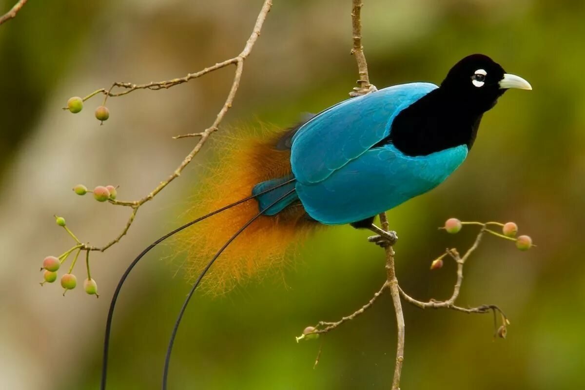 Какая птица имеет большие глаза. Синеголовая великолепная Райская. Тим Ламан-Райские птицы. Райская птица Гоби. Гольдиевы Райские птицы.
