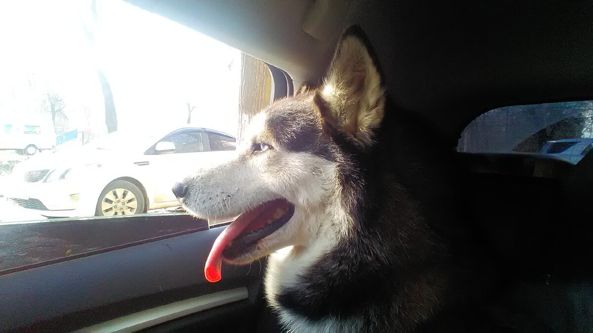 Норд обожает автопутешествия.