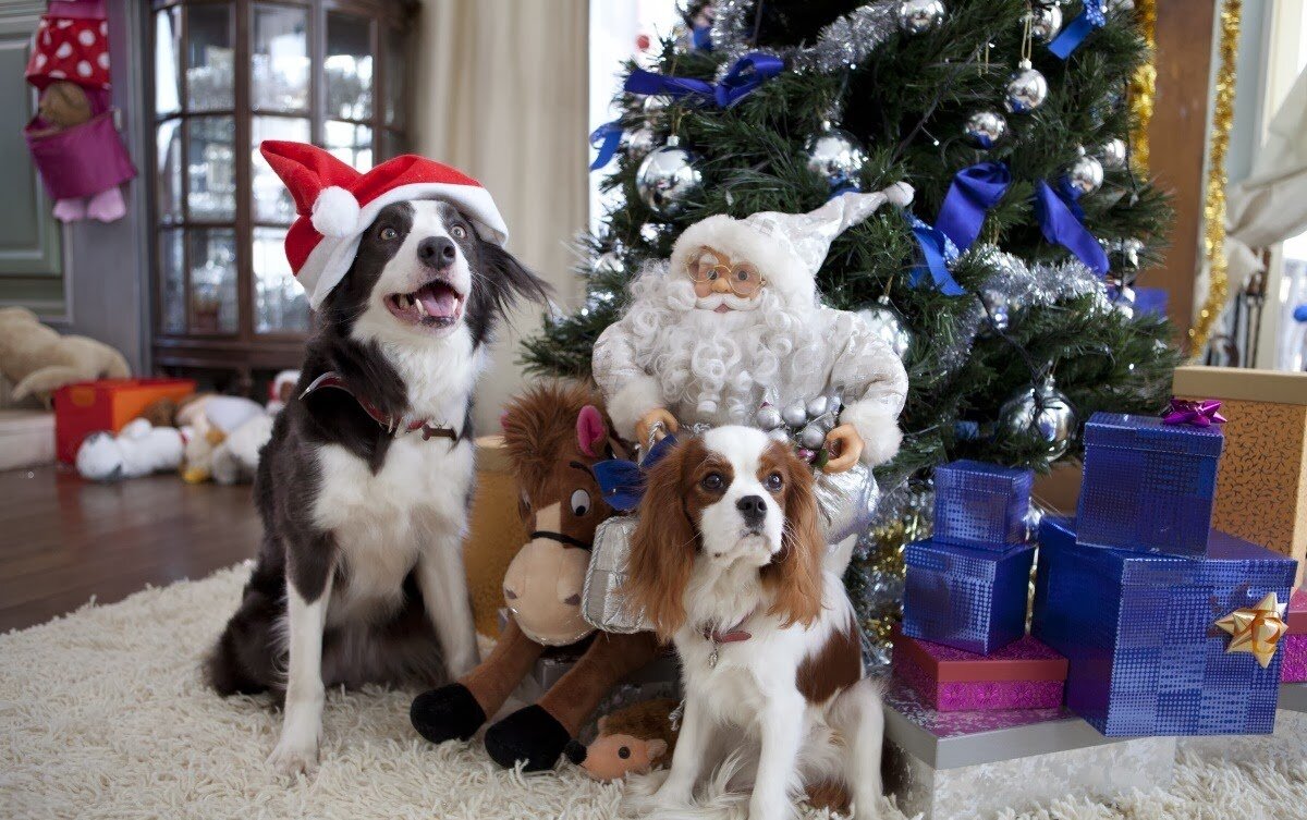 Елки лохматые