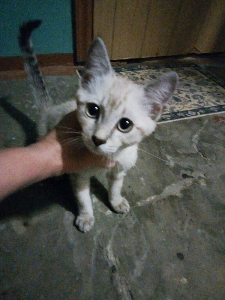 Так мы и познакомились впервые с котенком из подъезда.