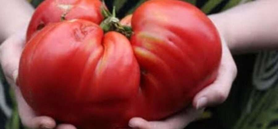 Минусинские помидоры